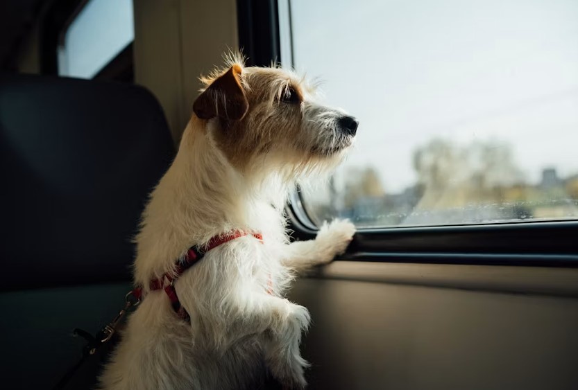 Traveling Less Stressful for Your Dog