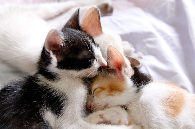 two cats sleeping together