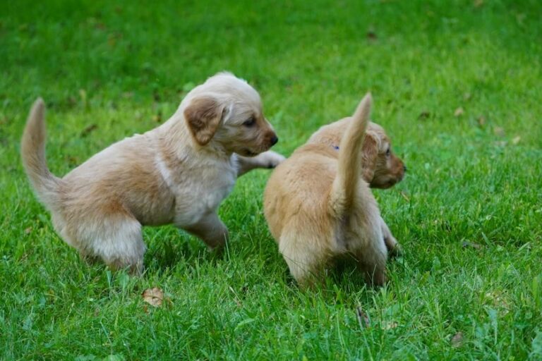 Tiny Bernedoodle Puppies