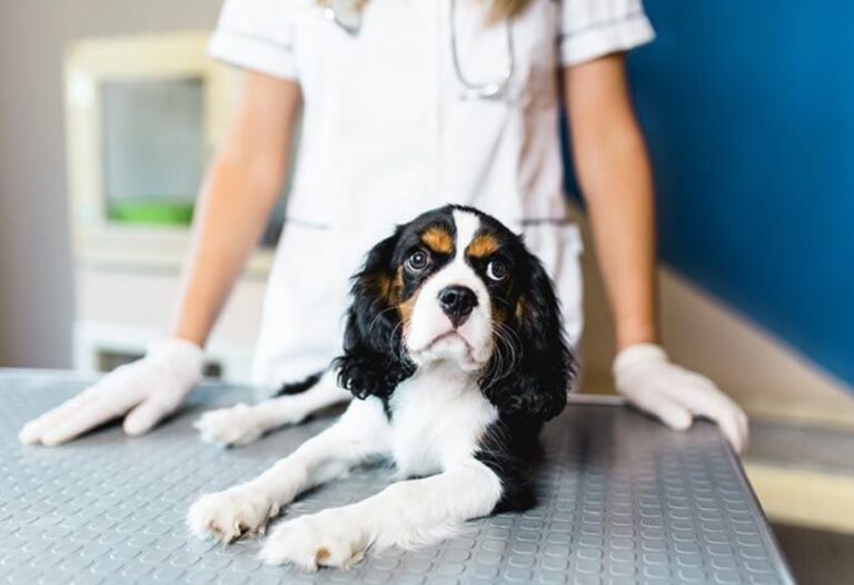 100mg Trazodone for Dogs