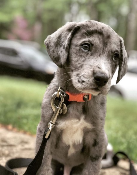 Catahoula Leopard Dog Personality