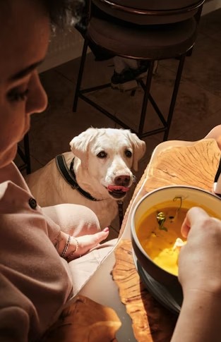 How to Make Bone Broth for Dogs