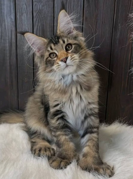 Maine Coon Mix The Ultimate Guide To These Gentle Giant Hybrid Cats In 