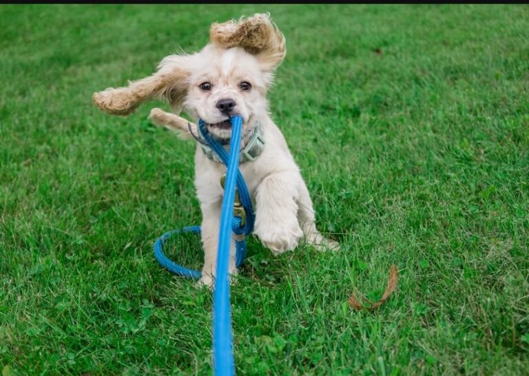 Puppy Obedience Classes