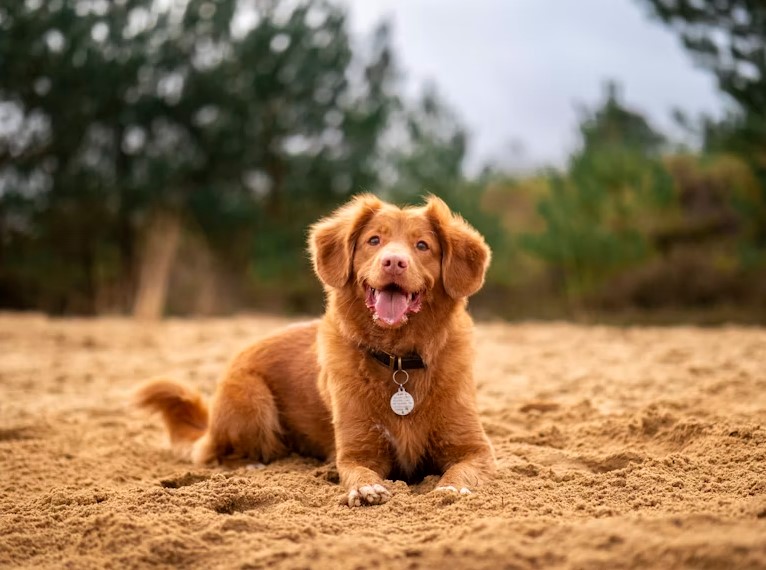 Brown Dog Names