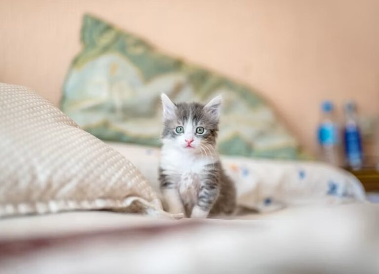 Cute Cat Names
