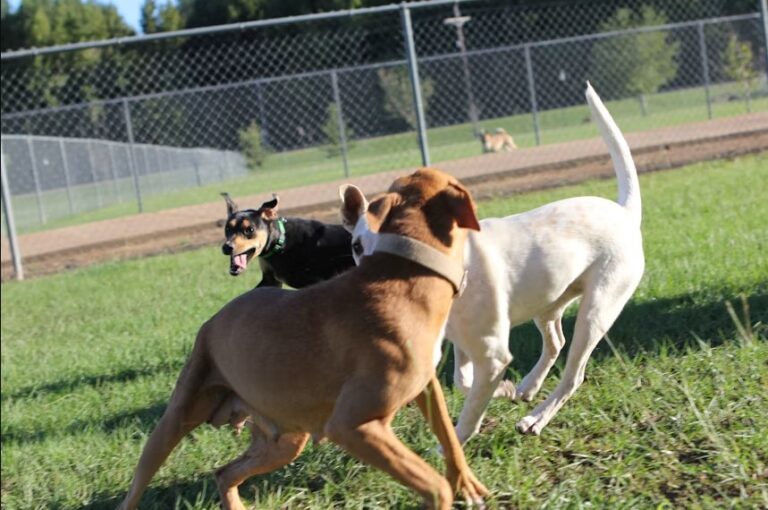 Dog Boarding