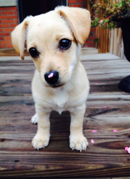 Rat Terrier Chihuahua Mix