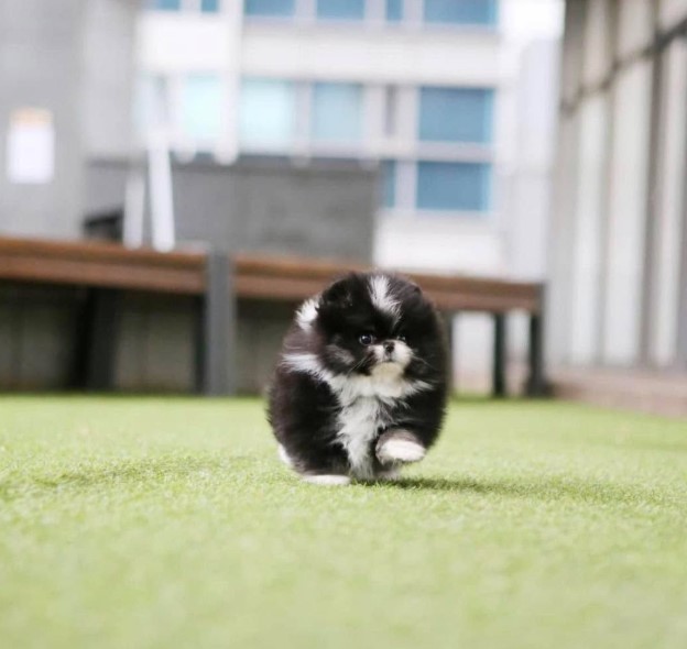 Teacup Pomeranian