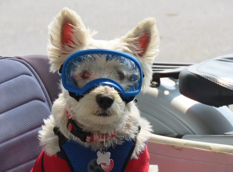 Goggles for Professional Working Dogs