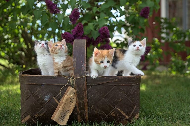 Litter With Multiple Cats