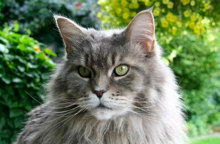 Maine Coon