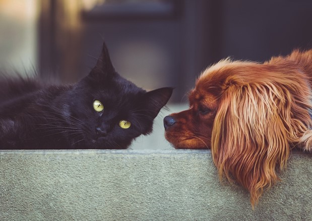 Multi Pet Households