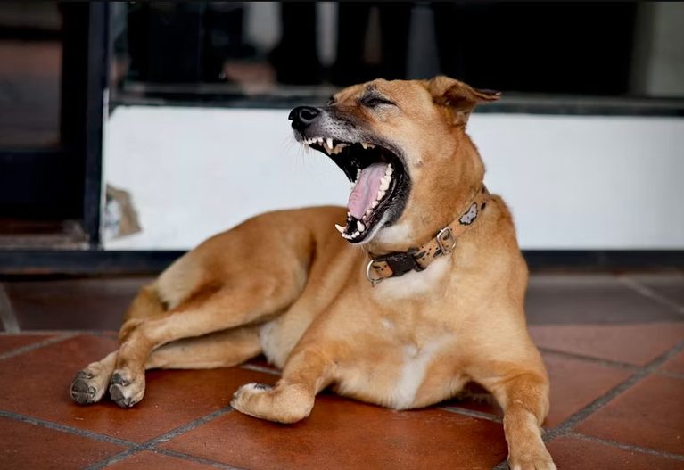 Dog Is Struggling to Breathe