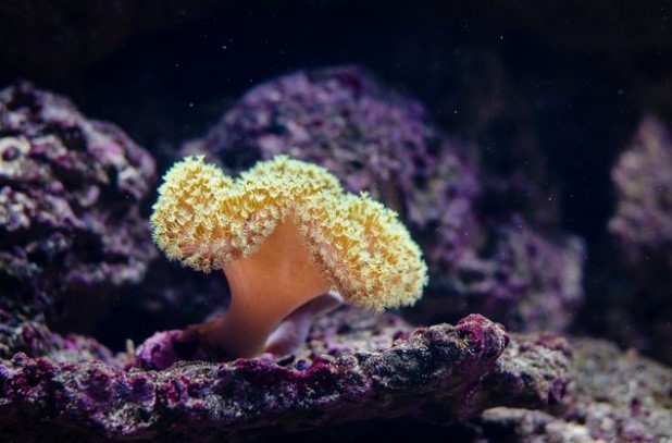 Soft Corals