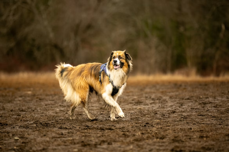Muddy Paw Tracks